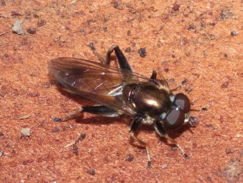 Réf. 286 624 : Xylota segnis